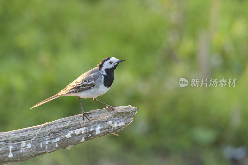 坐在树枝上的白色鹡鸰(Motacilla alba)